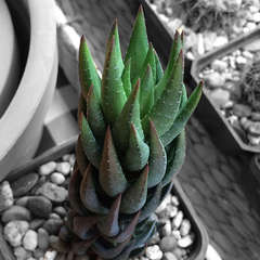 Haworthia coarctata (East Salem, SA)