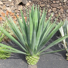 Surtido de Agaves