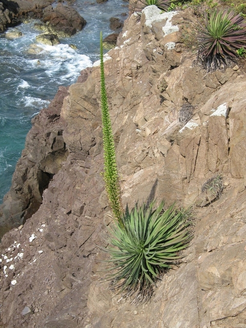 Agave colimana