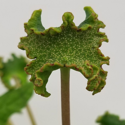 Dorstenia contrajerva