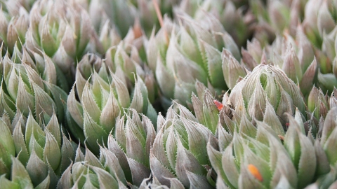 Haworthia cooperi cooperi