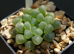 Haworthia cooperi truncata - comprar en línea