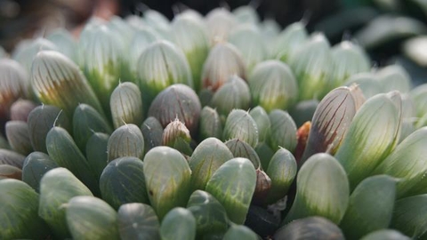 Haworthia cooperi truncata