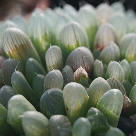 Haworthia cooperi truncata