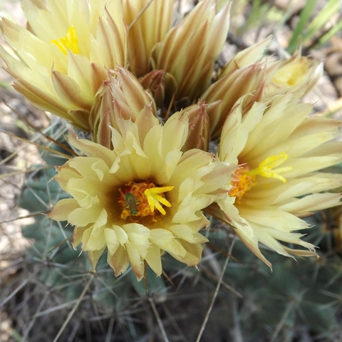 Coryphantha clavata