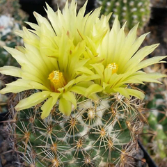 Coryphantha palmeri