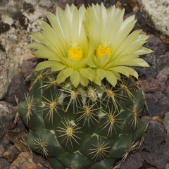 Coryphantha retusa