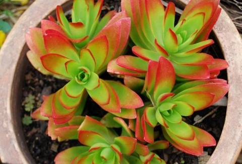 Crassula capitella 'Campfire'