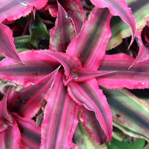 Cryptanthus bivittatus