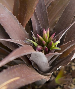 Cryptbergia 'Red Burst' - Suculentas Dzityá