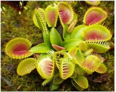 Dionaea muscipula 'Cupped Trap' en internet