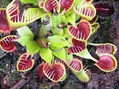 Dionaea muscipula 'Cupped Trap' - comprar en línea