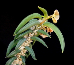 Euphorbia cylindrifolia tubifera - comprar en línea