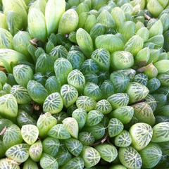 Haworthia cymbiformis umbraticola