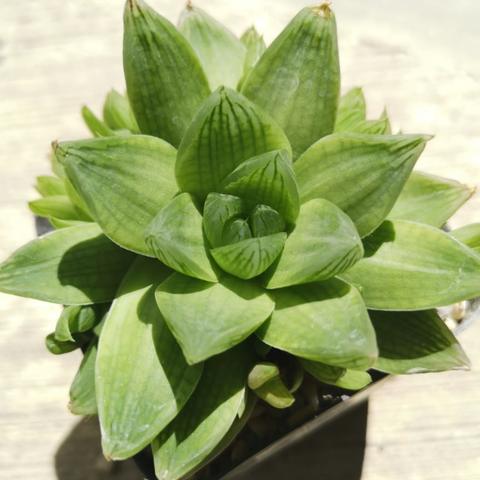 Haworthia cymbiformis (Fort Brown, SA)