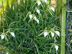 Brassavola 'Minnie Mouse' en internet