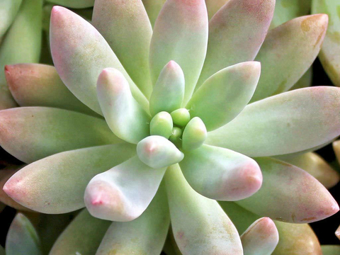 Graptosedum 'Darley Sunshine'