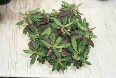 Euphorbia decaryi - comprar en línea