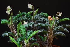 Euphorbia decaryi en internet