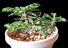 Euphorbia decaryi - Suculentas Dzityá