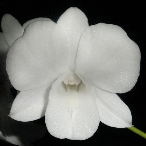 Dendrobium 'Burana White'