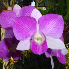 Dendrobium 'Ekapol Pale Face'