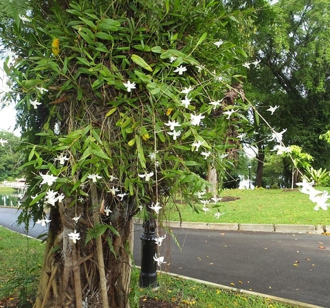 Dendrobium crumenatum