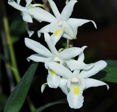 Dendrobium crumenatum - Suculentas Dzityá