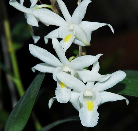 Dendrobium crumenatum