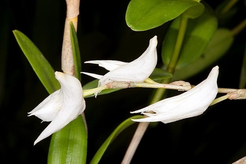 Dendrobium crumenatum