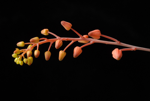 Aloe descoingsii