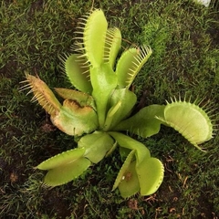 Dionaea muscipula 2"