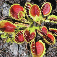 Colección de cultivares de Dionaea