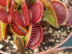 Colección de cultivares de Dionaea - Suculentas Dzityá