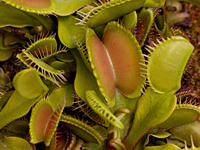 Semillas Dionaea muscipula en internet