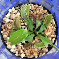 Semillas Dionaea muscipula - comprar en línea