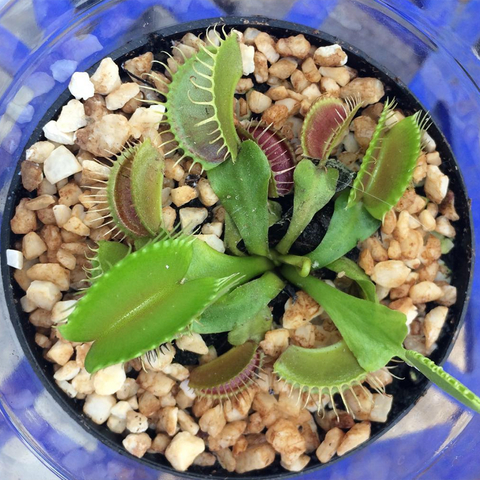 Semillas Dionaea muscipula