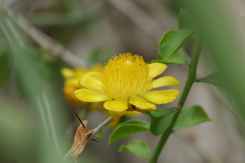 Pereskia guamacho