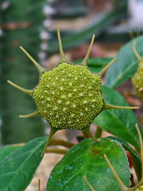 Dorstenia foetida 4"