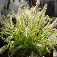 Drosera capensis alba - Suculentas Dzityá