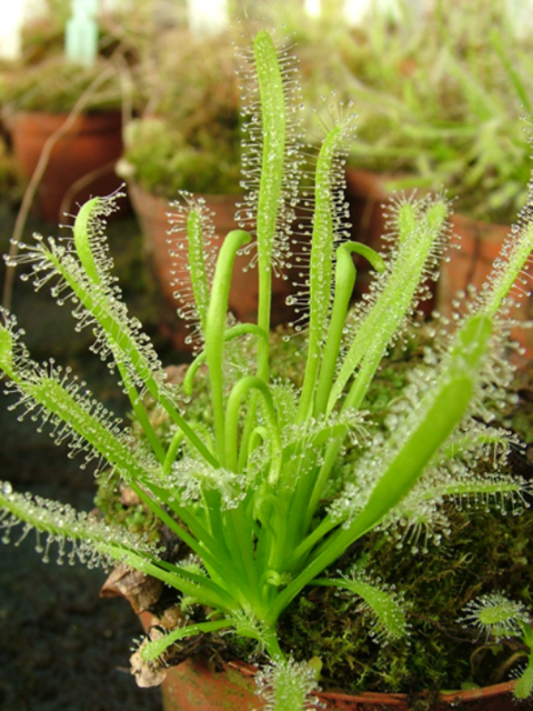 Drosera capensis alba