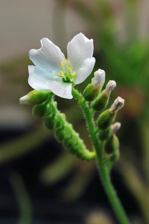 Drosera capensis alba