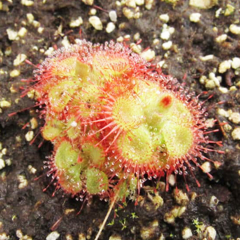 Drosera sessilifolia