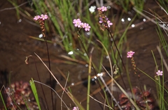 Drosera tokaiensis en internet