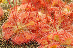 Drosera tokaiensis - Suculentas Dzityá