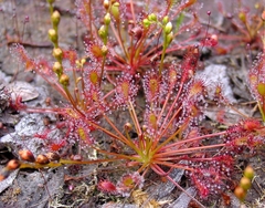 Semillas Drosera intermedia (Cuba) - comprar en línea