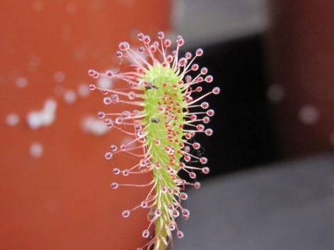 Semillas Drosera nidiformis