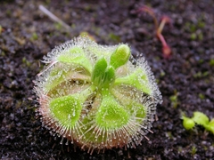 Drosera burmanii - Suculentas Dzityá