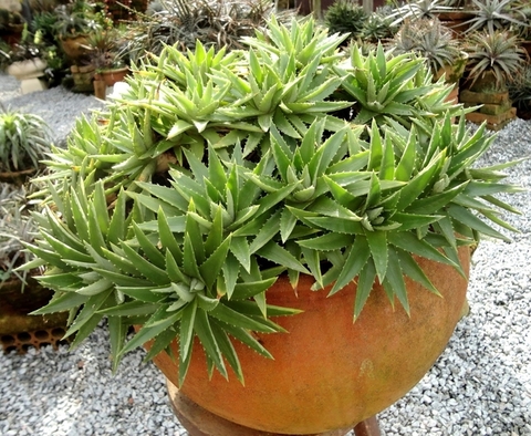 Semillas Dyckia brevifolia