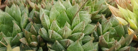 Haworthia 'Dzityá'